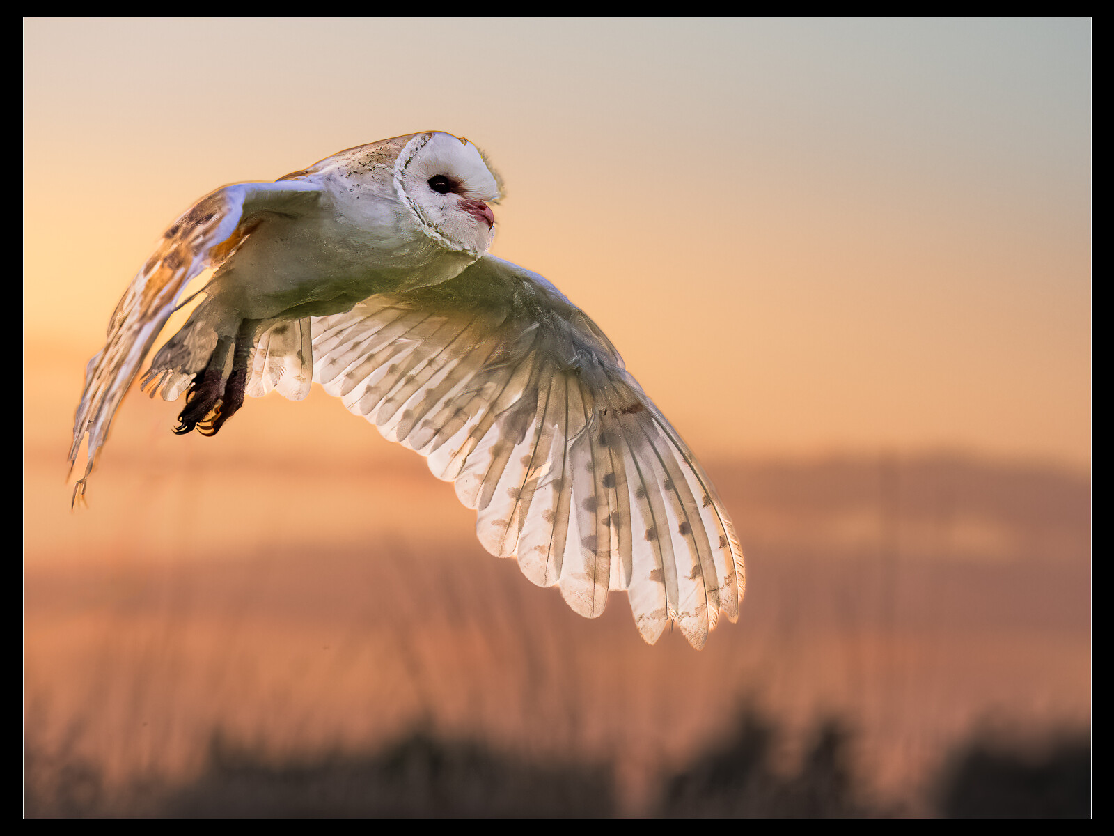 1st Place - Trevor Ager - Sunset Fly-By